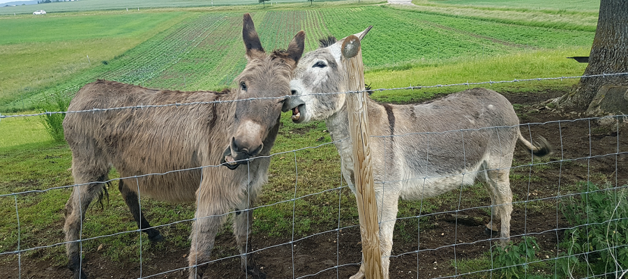 Zwei Esel auf der Wiese